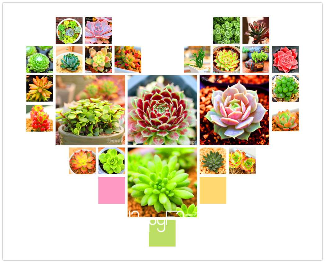 Lithops Seeds - 99 Varieties, Succulent & Bonsai Plants for Office - Fast Shipping & High Germination Rate