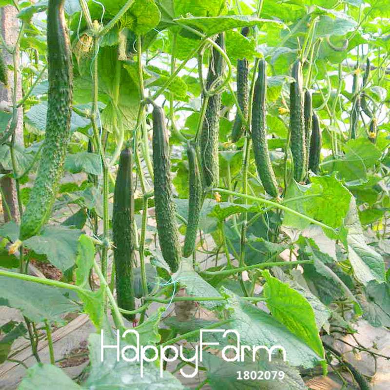 Jade Cucumber Seeds - Fresh, Crispy Cucumis for Garden, Balcony & Bonsai | Non-GMO, Easy Grow