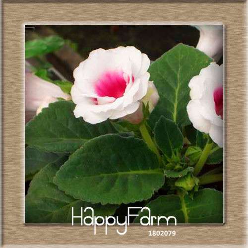 Vibrant 9-Color Gloxinia Seeds - Perennial Sinningia Speciosa, Bonsai & Balcony Flowers - USA-Grown