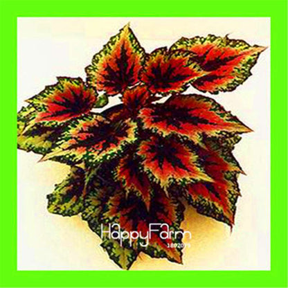 Begonia Flower Seeds - Vibrant Potted Bonsai for Garden, Balcony & Courtyard | Fast-Growing Coleus Seeds
