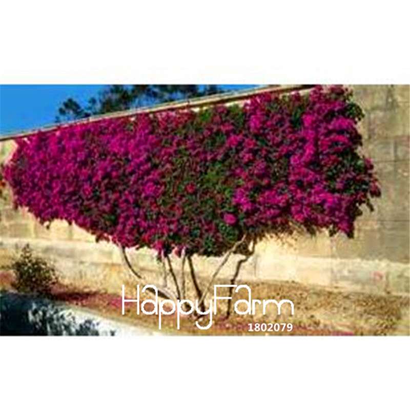 Colorful Bougainvillea Seeds - Spectabilis Willd Bonsai Flower Plants for Home Garden