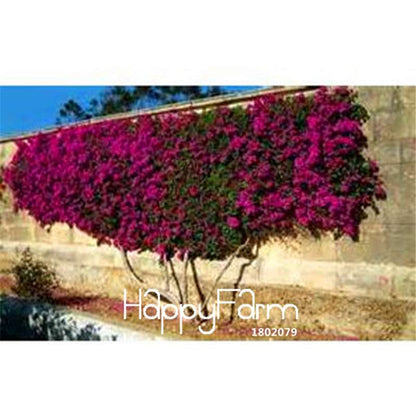 Colorful Bougainvillea Seeds - Spectabilis Willd Bonsai Flower Plants for Home Garden