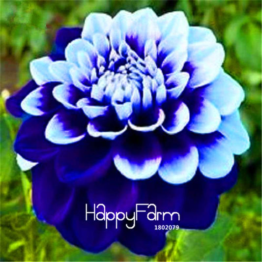 Tomo Pilot Dahlia Seeds - Easy to Grow, Vibrant Blooms for Your Garden | Fast Shipping
