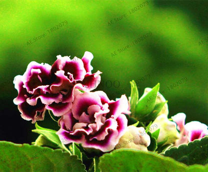 Climbing Gloxinia Seeds - Perennial Sinningia Speciosa Bonsai Flowers for Balcony & Garden Planting