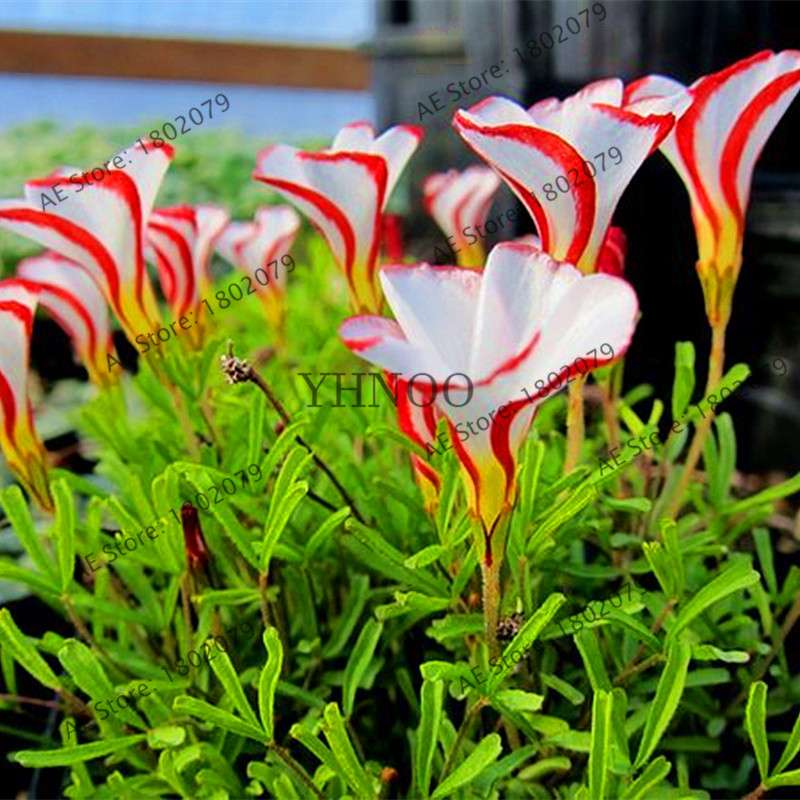 Oxalis Versicolor Seeds - Rare, Easy to Grow Flowers for Home & Garden