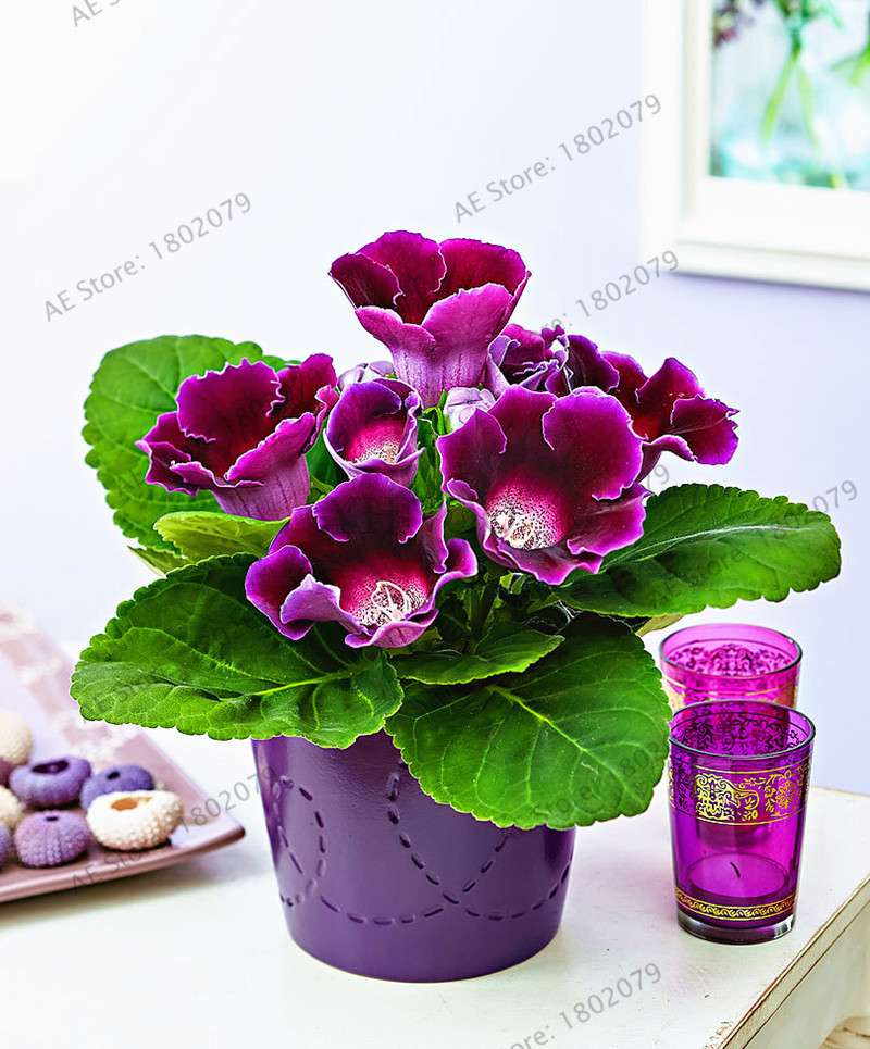 Climbing Gloxinia Seeds - Perennial Sinningia Speciosa Bonsai Flowers for Balcony & Garden Planting