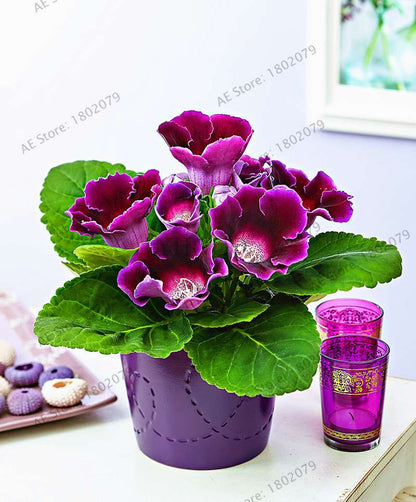 Climbing Gloxinia Seeds - Perennial Sinningia Speciosa Bonsai Flowers for Balcony & Garden Planting