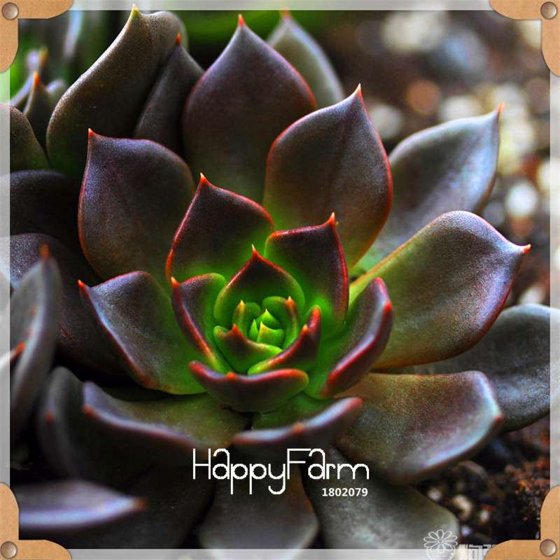 Succulents Seeds - 99 Varieties, Lithops & Bonsai Plants for Office - Easy to Grow, Bulk Pack