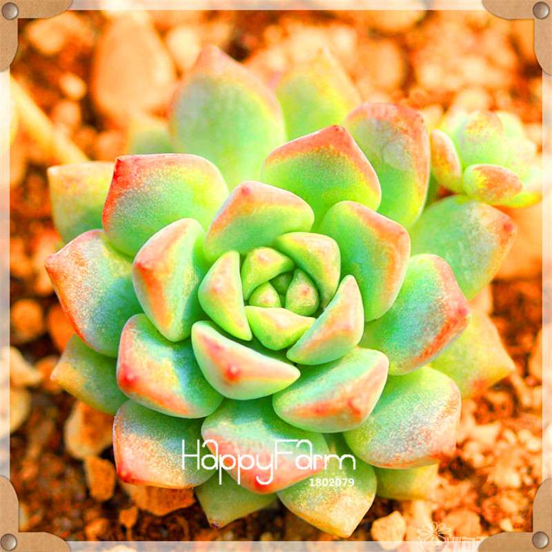 99 Varieties Lithops Seeds - Succulent & Bonsai Plants for Office, Home Garden - Easy to Grow