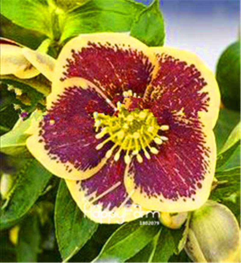 Helleborus Seeds for Bonsai - Grow Exotic Japanese Flowers at Home | DIY Garden Kit