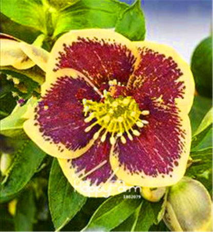 Helleborus Seeds for Bonsai - Grow Exotic Japanese Flowers at Home | DIY Garden Kit
