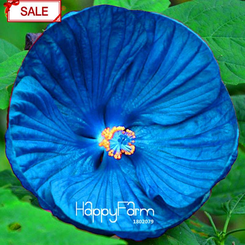 Red Giant Hibiscus Seeds - for Planting, DIY Home Garden Bonsai, Vibrant Blooming Flowers