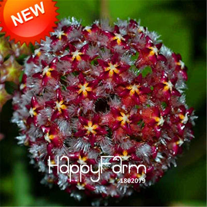 Buy Hoya Carnosa Seeds - Potted Flower Seeds for Home Garden Planting, Perennial Orchid-Like Blooms