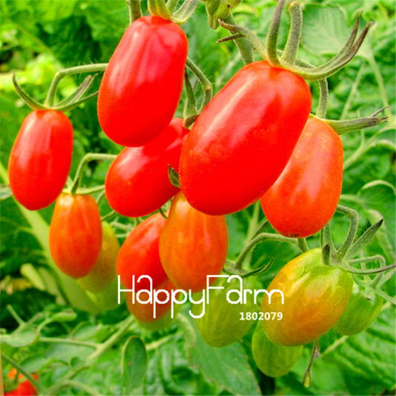 Rainbow Tomato Seeds - Organic Bonsai Veggie & Fruit Seeds for Home Garden, Non-GMO, Easy Grow