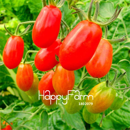 Rainbow Tomato Seeds - Organic Bonsai Veggie & Fruit Seeds for Home Garden, Non-GMO, Easy Grow