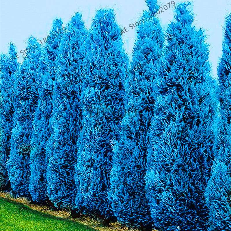 Rare Blue Cypress Tree Seeds - Easy-Grow Platycladus Orientalis for Your Garden | Fast Shipping