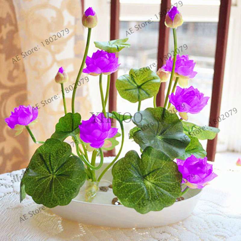 Lotus Seeds for Planting - Beautiful Water Lily Aquatic Plants for Home Garden Ponds