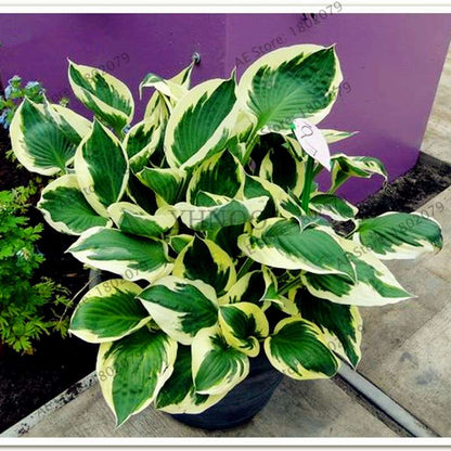 Hosta Seeds - Perennial Shade-Loving Lily Flower Plants for Home & Garden | Fast-Growing & Easy Care