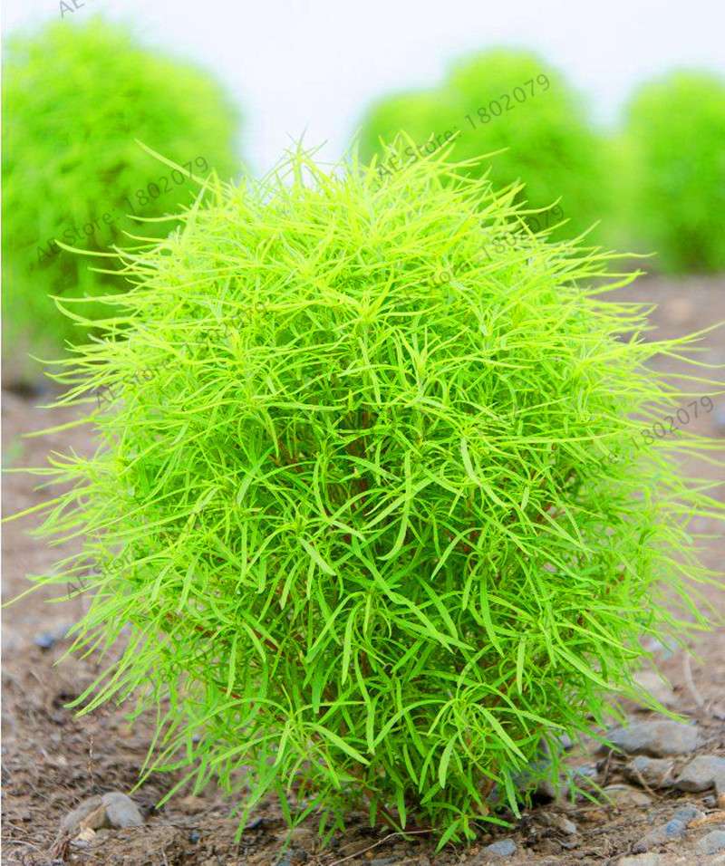 Burning Bush Grass Seeds - Fast Growing, Hardy Kochia Scoparia | Summer Cypress, Easy to Grow Garden Seeds