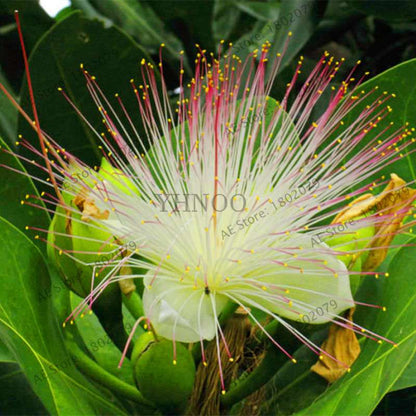 Exotic Bonsai Flower Seeds for Home Decor - Rare & Beautiful Varieties | Fast US Shipping