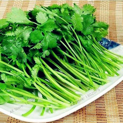 Balcony Parsley Seeds - Big Four Seasons Coriander, Home & Garden Bonsai Plants - Easy to Grow