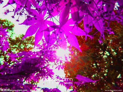 Rare Purple Maple Bonsai Seeds for Home & Garden - Exotic Decorative Plants
