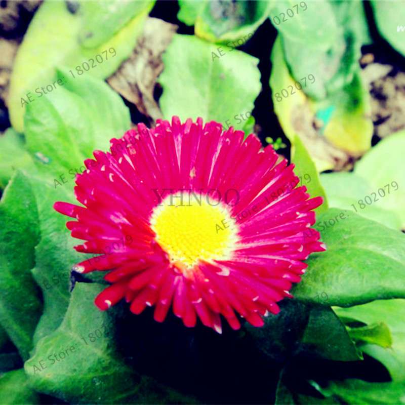 Buy Calendula Seeds - Premium Garden & Bonsai Flower Seeds for Indoor Planting, Big Sale!