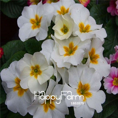 Rare Primrose Seeds (Primula malacoides) - Europe Bonsai Flower Seeds for Home Garden & Outdoor Planting