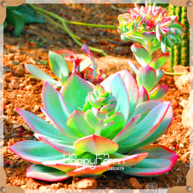 99 Rare Succulents & Lithops Seeds - Exotic Bonsai Plants, - Unique Office & Home Garden