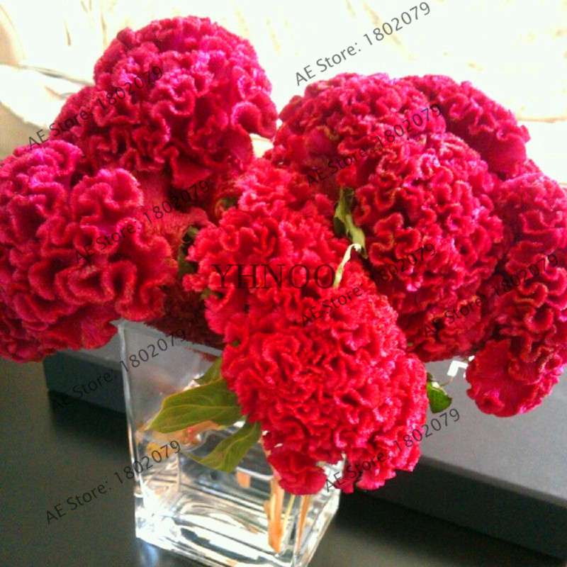 2025 Celosia Flower Seeds Mix Color - Cockscomb Seeds for Home Garden, Easy to Grow & DIY Planting