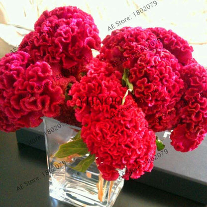 2025 Celosia Flower Seeds Mix Color - Cockscomb Seeds for Home Garden, Easy to Grow & DIY Planting