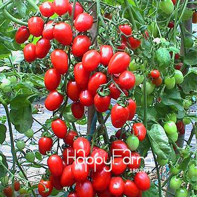 Giant Tomato Seeds for Home Garden - Sweet Pumpkin Tomato, Balcony & Container Planting