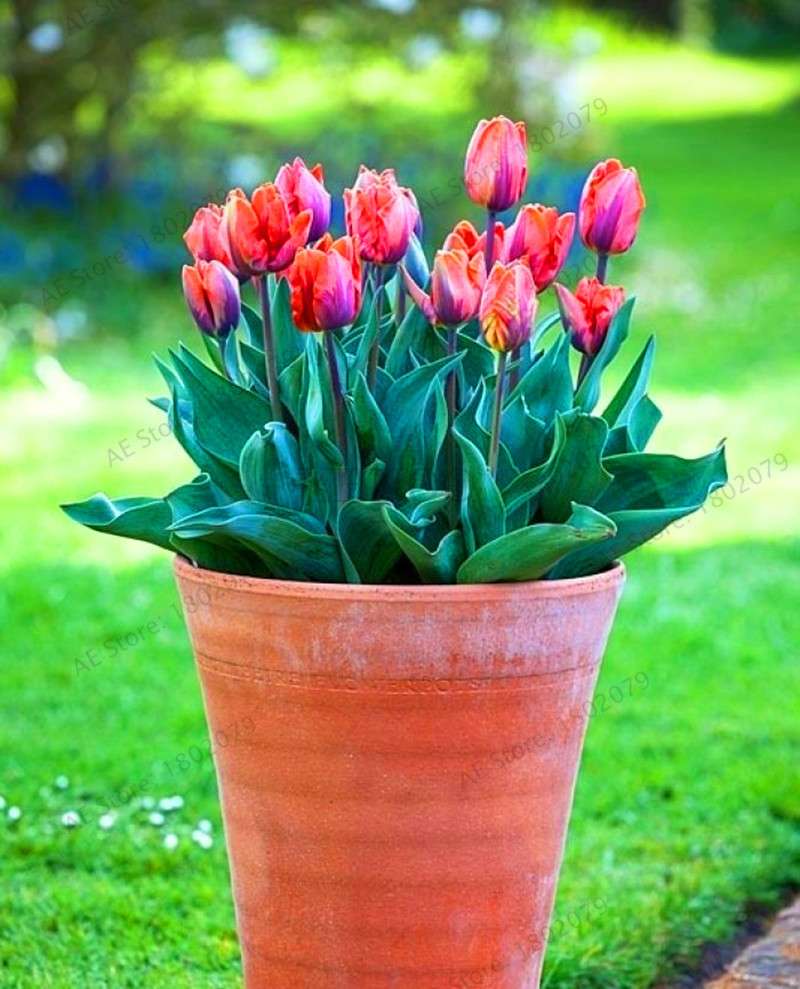 Rare Tulip Seeds - Beautiful Perennial Bonsai Flowers for Home & Garden Planting