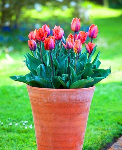 Rare Tulip Seeds - Beautiful Perennial Bonsai Flowers for Home & Garden Planting