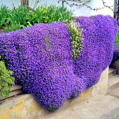 Rare Rock Cress & Creeping Thyme Seeds - Perennial Ground Cover Flowers for Home Garden | Fast-Growing Climbing Plants