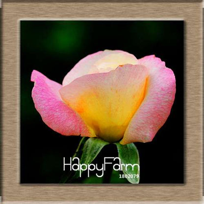 Rare White Red Edge Rose Seeds - for Balcony, Indoor & Garden Planting | Fresh Potted Flower Seeds