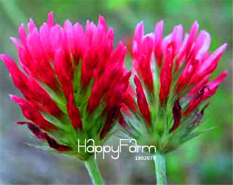 Crimson Clover Seeds - Fast-Growing, Vibrant Flowers for Garden & Pots | Free Shipping