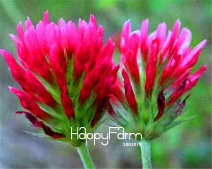 Crimson Clover Seeds - Fast-Growing, Vibrant Flowers for Garden & Pots | Free Shipping