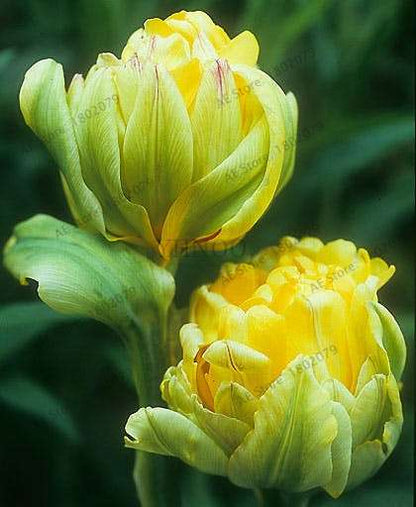 Rare Double Tulip Bulbs (Not Seeds) - 24 Colors, Fresh Flower Bulbs for Planting - Fast Shipping