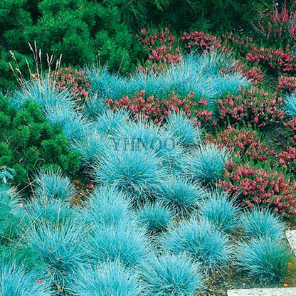 Blue Fescue Grass Seeds - Drought Tolerant, Perennial, DIY Home & Bonsai - Festuca Glauca