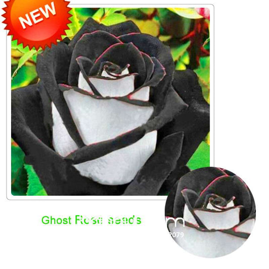 Premium White Black Edge Rose Seeds - for Home Garden & Balcony Planting | Rare Potted Rose Flowers
