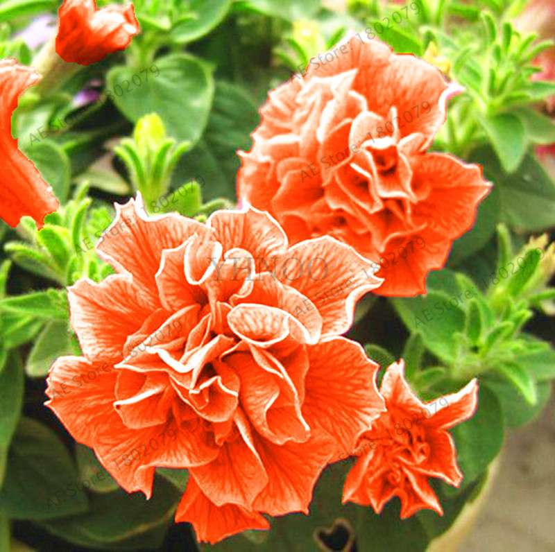 Double Petal Petunia Seeds - Vibrant Indoor Flower Bonsai Plants for Home & Garden