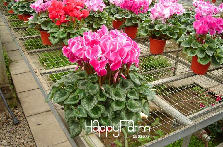 Cyclamen & Primrose Flower Seeds for Planting - Fresh Garden Seedlings