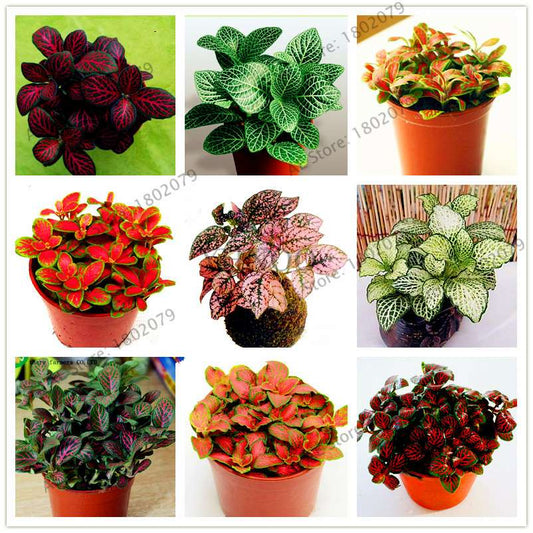 Fittonia Verschaffeltii Seeds - Indoor Bonsai Plant for Home, Office & Garden Decor - Easy to Grow
