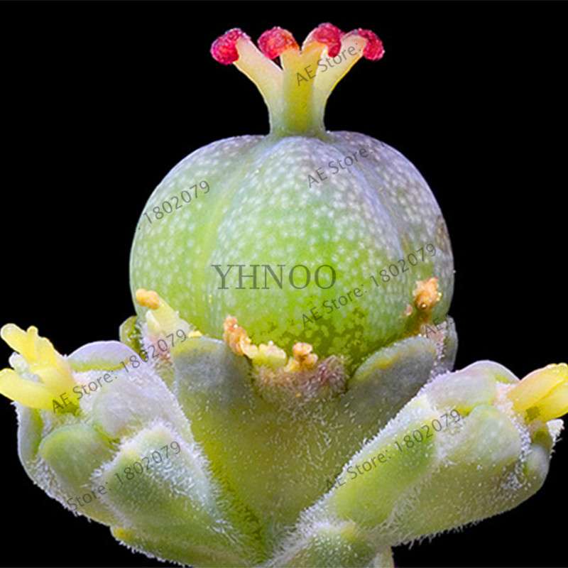 Basketball Cactus Seeds (Euphorbia obesa) - Unique Succulent Plant for Garden, Bonsai & Home Decor