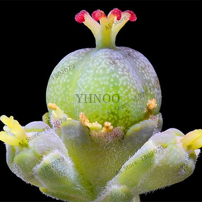 Basketball Cactus Seeds (Euphorbia obesa) - Unique Succulent Plant for Garden, Bonsai & Home Decor