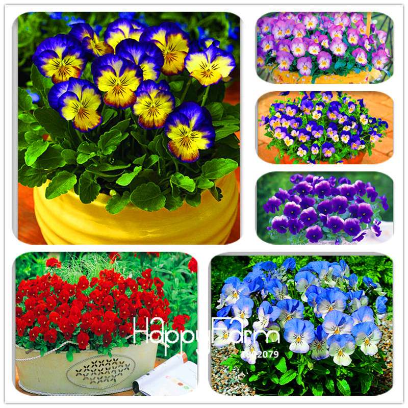 Rare Pansy Seeds (Viola cornuta) - Indoor Bonsai Flower Seeds for Home Garden Planting