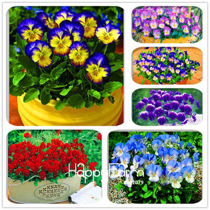 Rare Pansy Seeds (Viola cornuta) - Indoor Bonsai Flower Seeds for Home Garden Planting