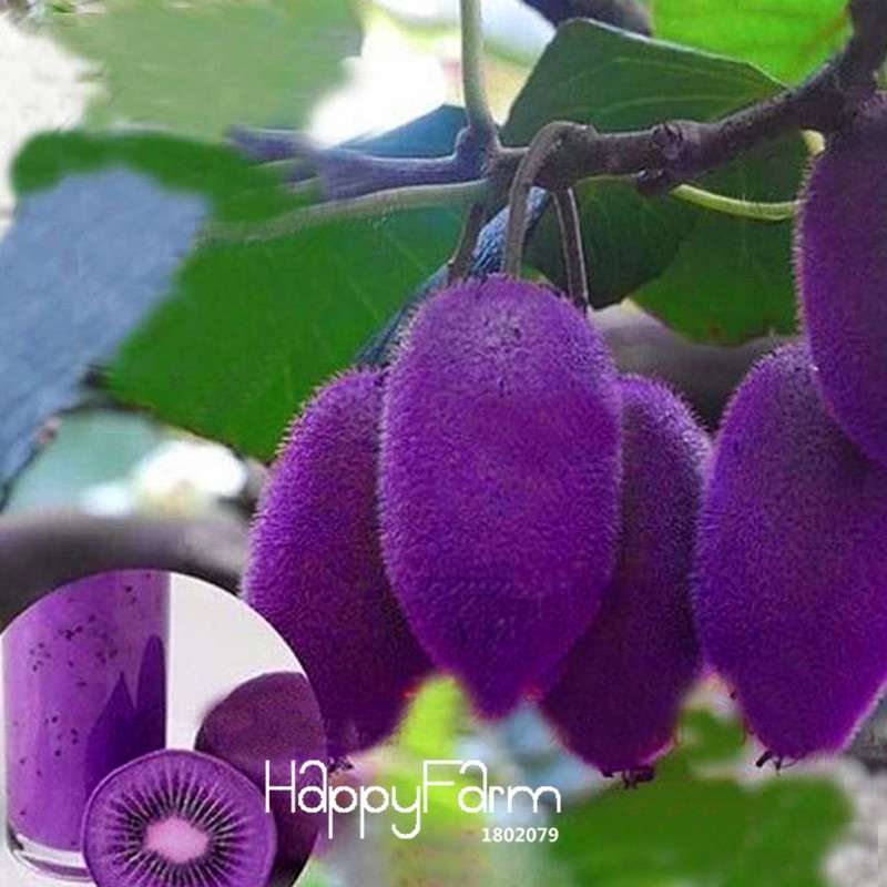 Purple Heart Kiwi Seeds - Sweet Home Garden Fruit Tree Bonsai - Non-GMO, Easy Grow