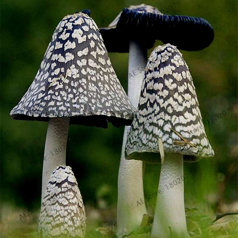 Edible Mushroom Seeds for Planting - Organic Healthy Succulent Vegetable Seeds for Happy Farm & Home Garden